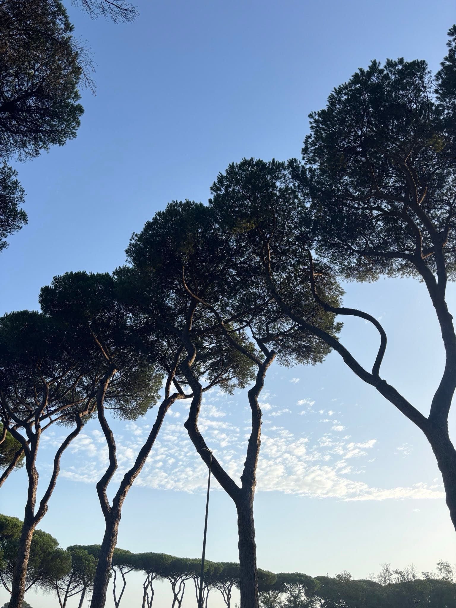 Parasoldennen, Rome